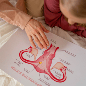 reproductive system and correct labels